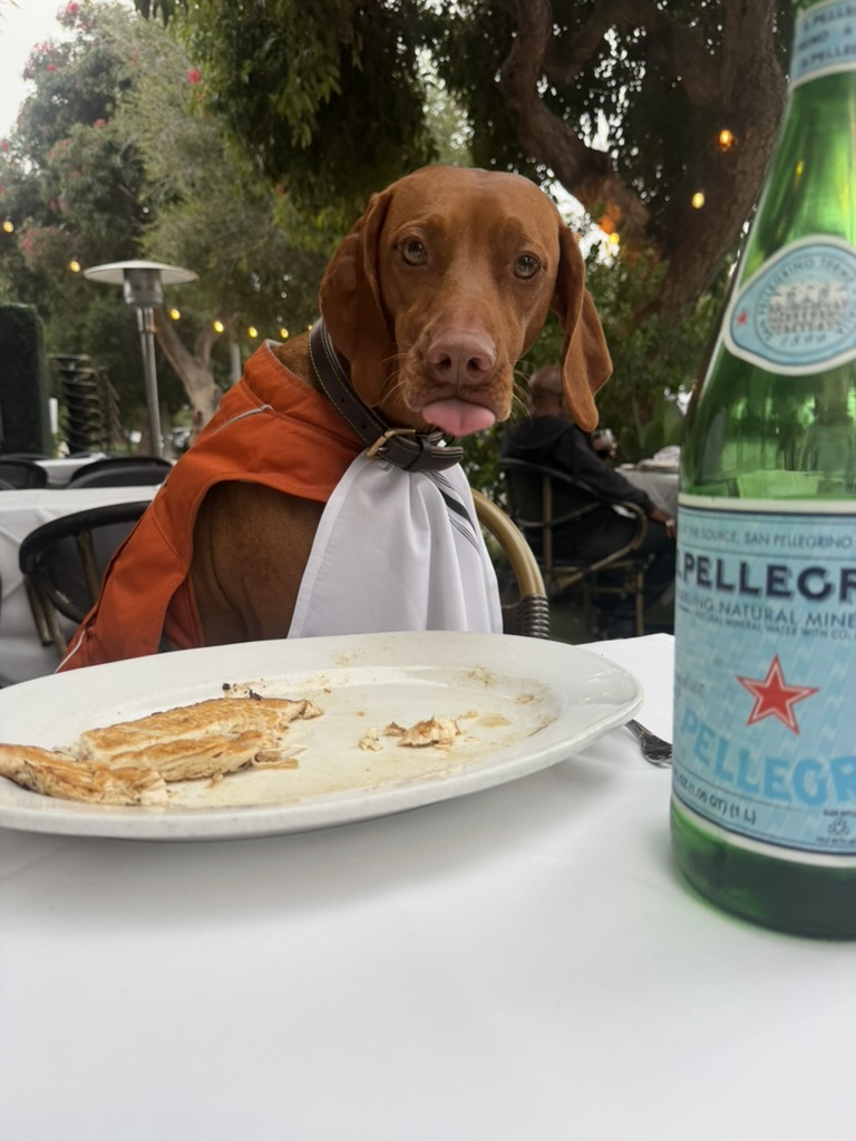 A dog sitting calmly at an outdoor restaurant table with a napkin tucked in like a bib, next to a plate and a bottle of sparkling water